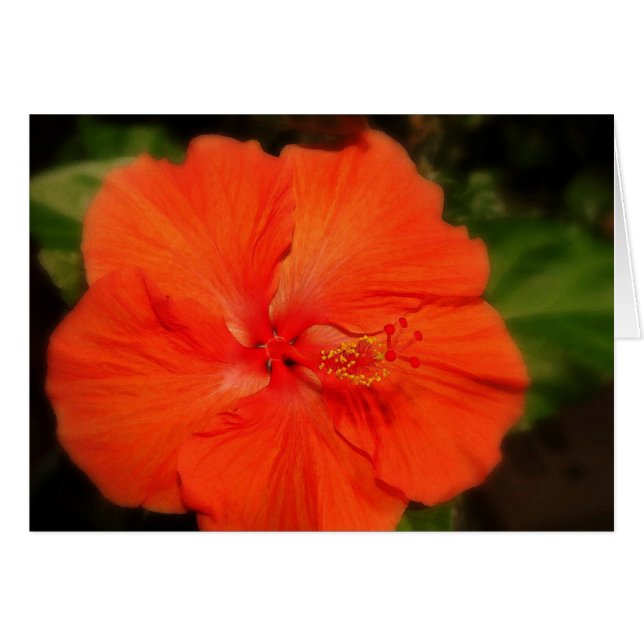 Carte à fleurs Orange Hibiscus (Devant horizontal)