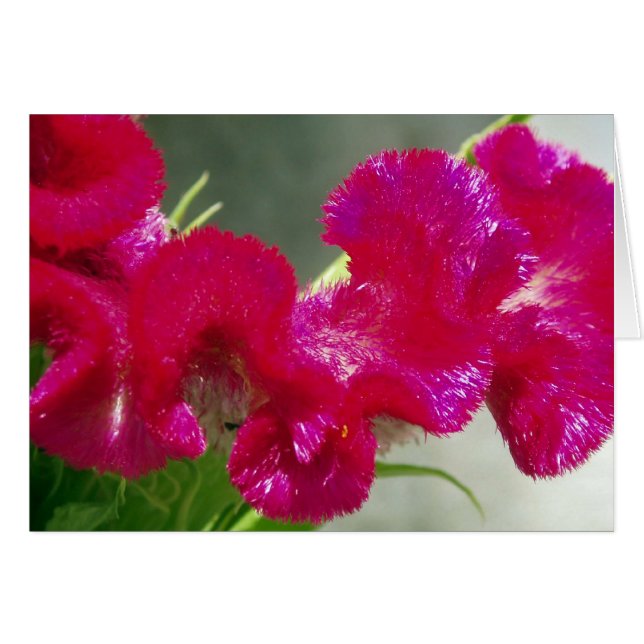 Carte à fleurs Tourbillonnant rose (Devant horizontal)