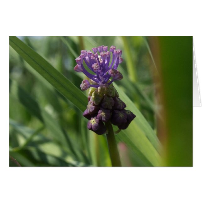 Carte à fleurs violettes (Devant horizontal)