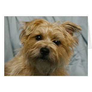 carte à oreilles souple de terrier