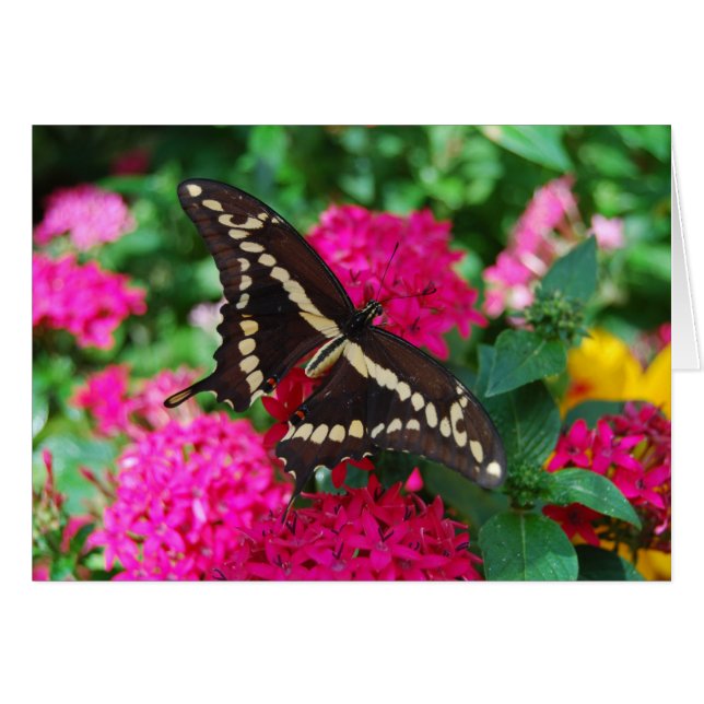 Carte à papillon Swallowtail géant (Devant horizontal)