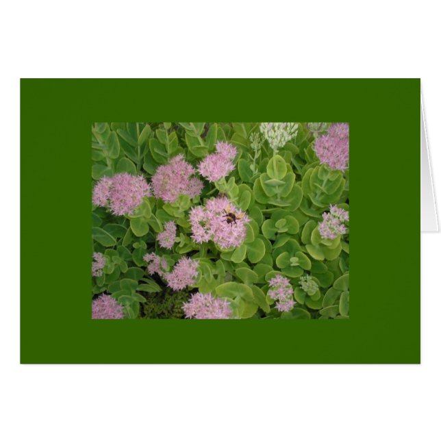 carte abeille (Devant Horizontal)