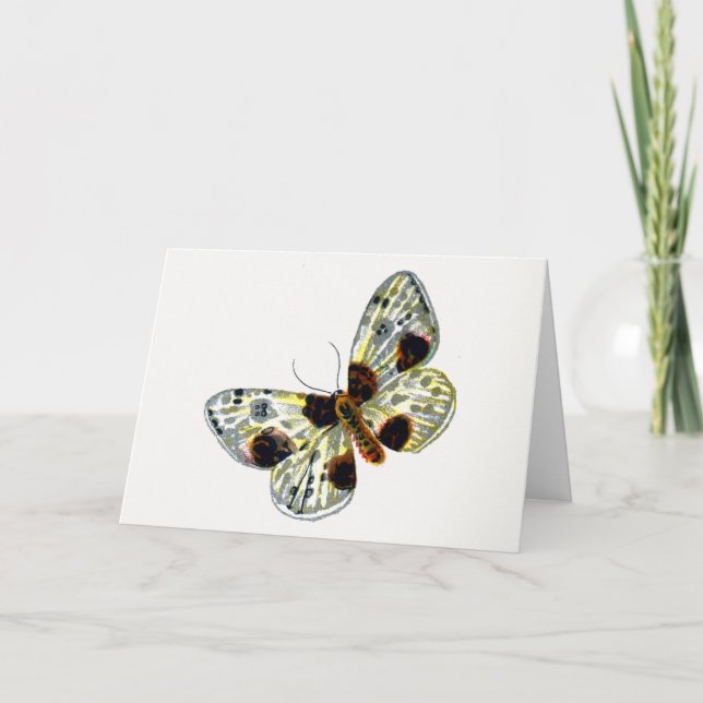 Carte Abraxas sylvata - La papillon de papillon (Devant)