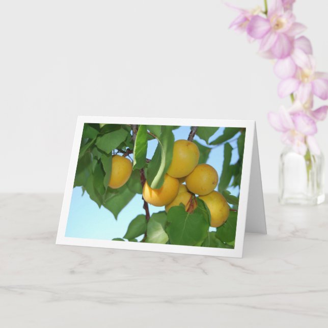 Carte Abricot sur l'arbre (Orchidée)
