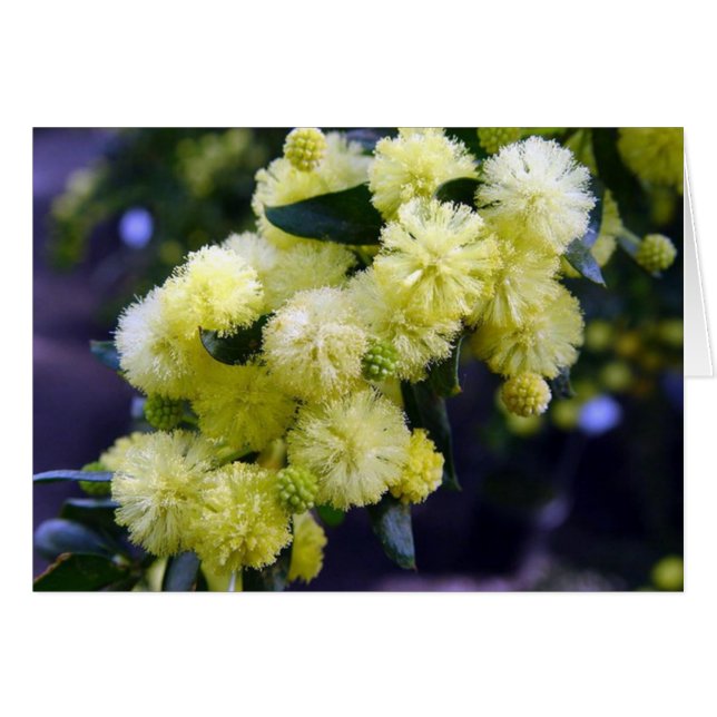 Carte Acacia - Mimosa (Devant horizontal)