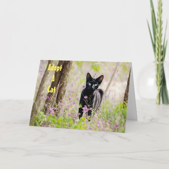 Carte Adopter un abri pour chats Feral Cat PSA Card (Devant)