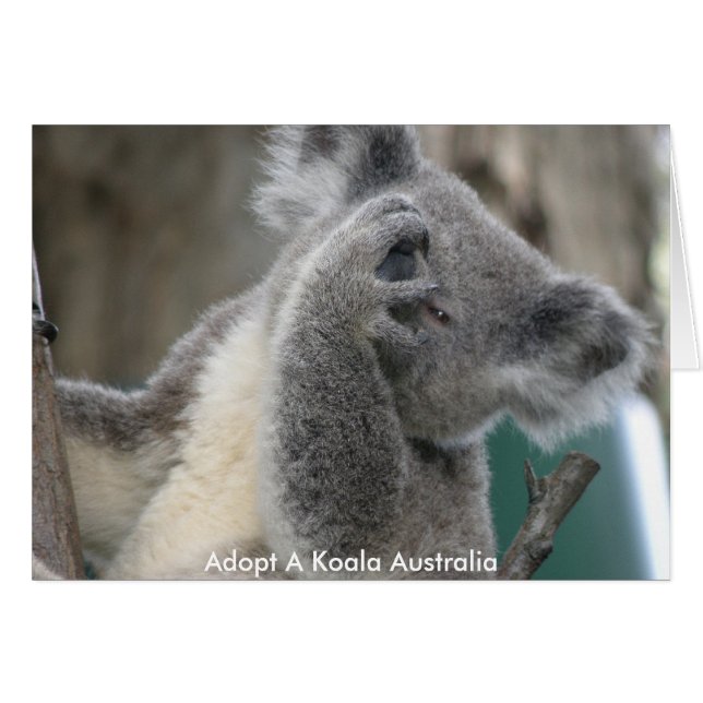Carte Adopter un koala Australie Patte (Devant horizontal)