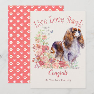 Carte Adoption de Cavalier King Charles Spaniel, Gotcha