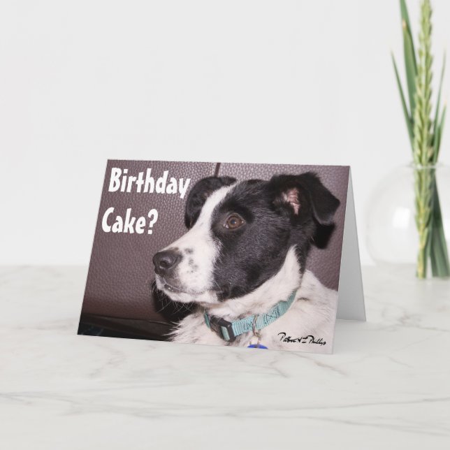 Carte Adorable Border Collie Heeler Mix Sleepy Puppy (Devant)