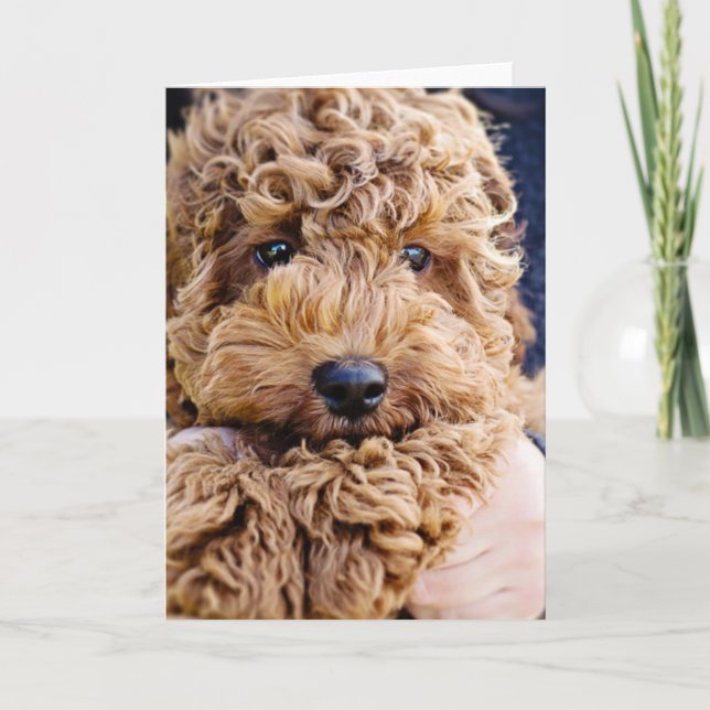Carte Adorable cockerpoo greeting card (Devant)