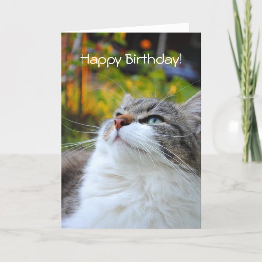 Carte Adorable De Joyeux Anniversaire De Chat De Zazzle Fr