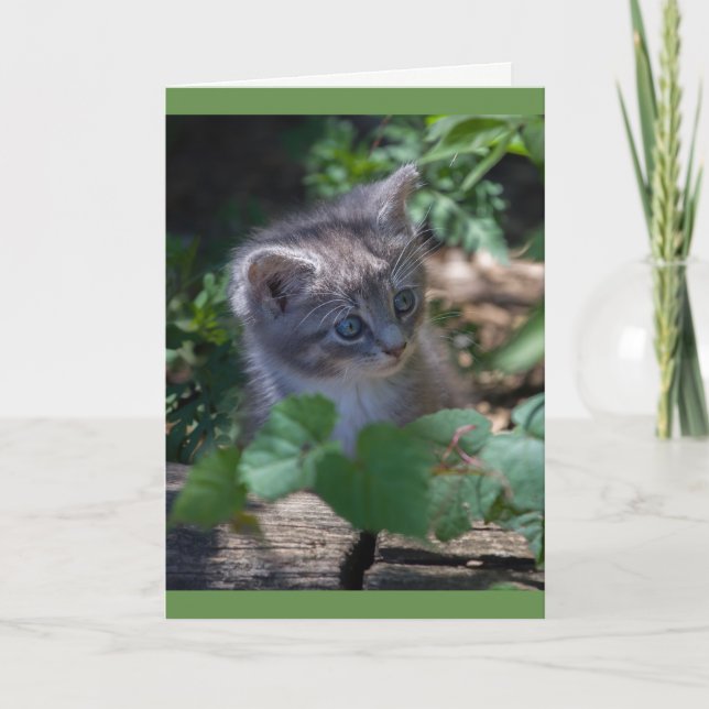 Carte Adorable Kitten Birthday Card (Devant)