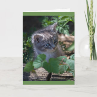 Carte Adorable Kitten Birthday Card