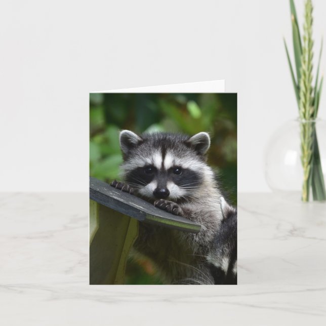Carte adorable Raccoon Baby ! (Devant)