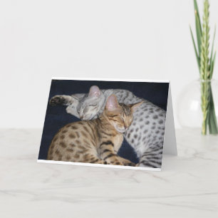 CARTE ADORABLES CHATONS