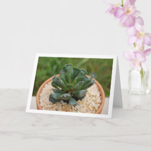 Carte Adromischus Cristatus, Plante grasse à feuilles ga