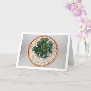 Carte Adromischus Cristatus, Plante Succulente à Feuille