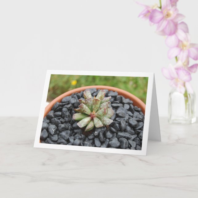 Carte Adromischus, Plante succulent en Pot (Orchidée)