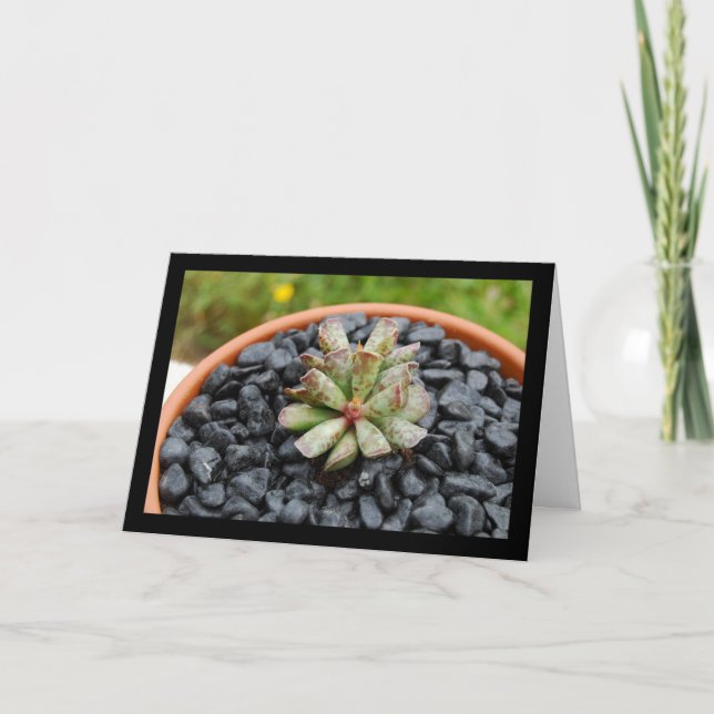Carte Adromischus, Plante Succulente (Devant)