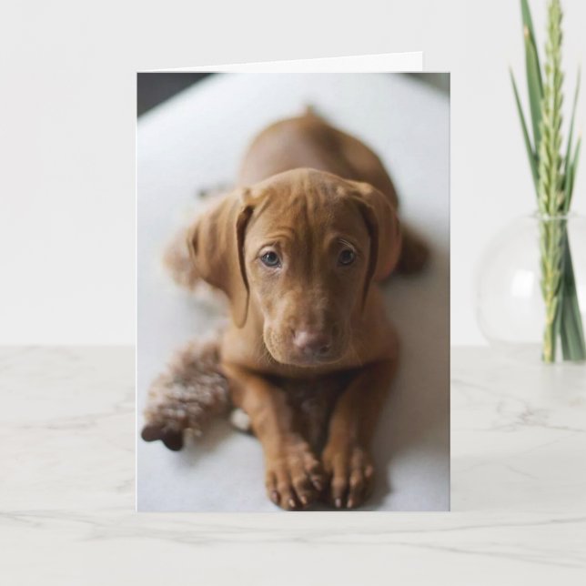 Carte Adș Vizlaiy Puppy Dothday Card (Devant)