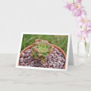 Carte Aeonium Haworthii, plante succulente de Haworth