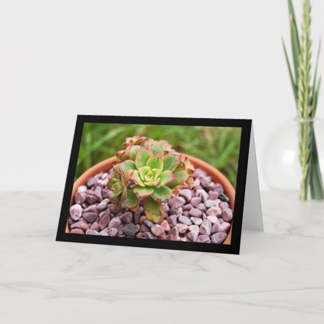 Carte Aeonium Haworthii, Plante Succulente de Haworth (Devant)