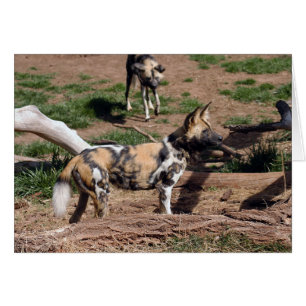Carte African Wild Dog 008 Card
