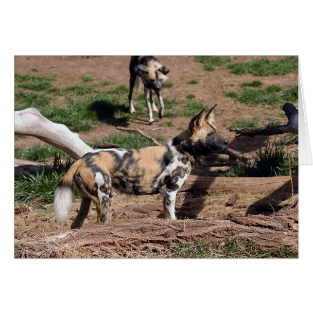 Carte African Wild Dog 008 Card (Devant horizontal)