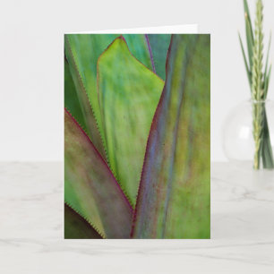 Carte Agave Plant