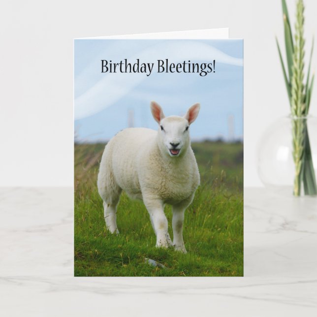 Carte Agneau mignon Bleut Anniversaire - Agneau En Champ (Devant)