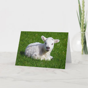 Carte Agneau mignon nouveau-né sur l'herbe verte