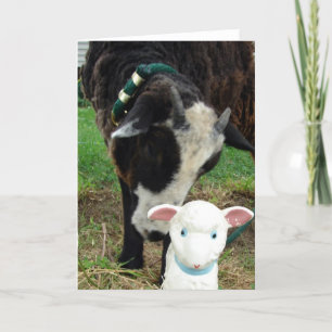 Carte Agneau Rencontrez Agneau en toutes occasions