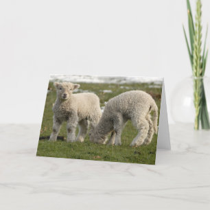 Carte Agneaux nouveau-nés