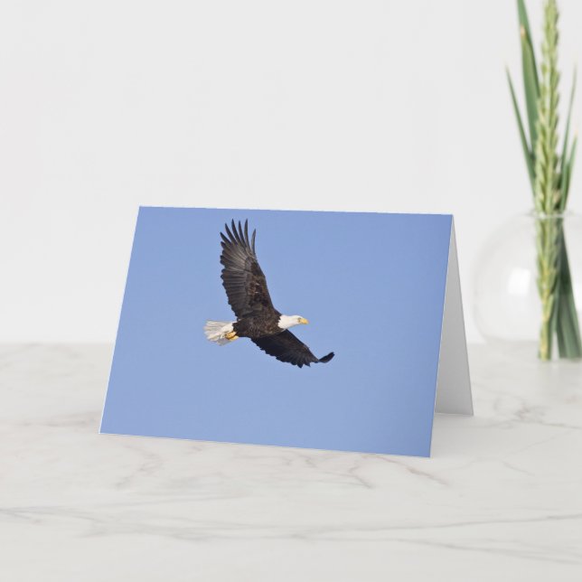 Carte Aigle à tête blanche américaine (Devant)