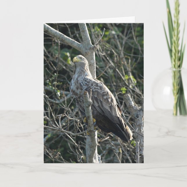 Carte Aigle de mer en Écosse (Devant)