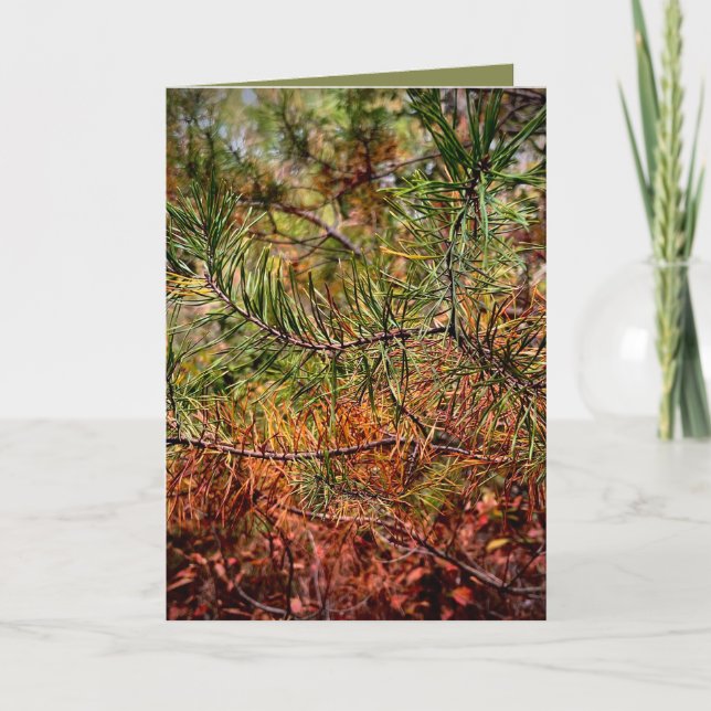 Carte Aiguilles de pin d'automne  (Devant)