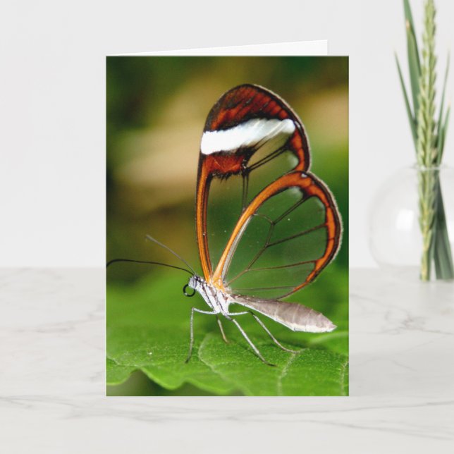 Carte Aile en verre (Devant)