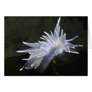 Carte Alabaster Nudibranche