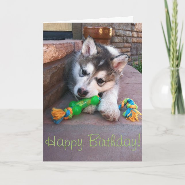 Carte Alaskan Malamute Chiot Chewing Rope Toy Photograph (Devant)