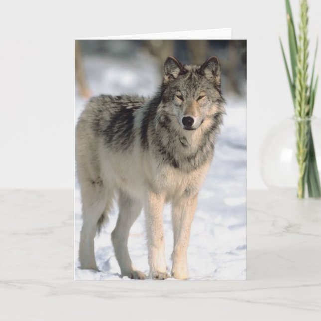 Carte Alert Wolf (Devant)