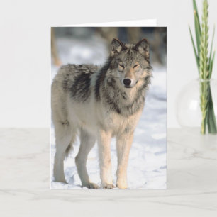 Carte Alert Wolf