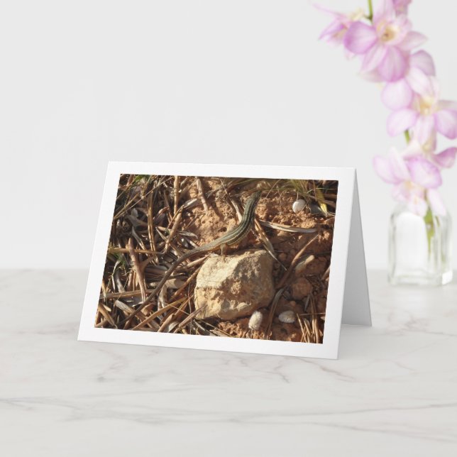 Carte Algérien Sand Racer, Psammodromus Algirus, Lizard (Orchidée)