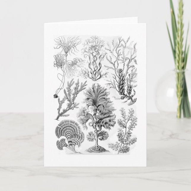 Carte Algues brunes (Devant)