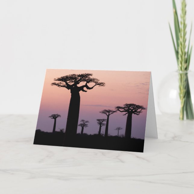 Carte Allée des Baobabs, Madagascar, Morondava, Afrique, (Devant)