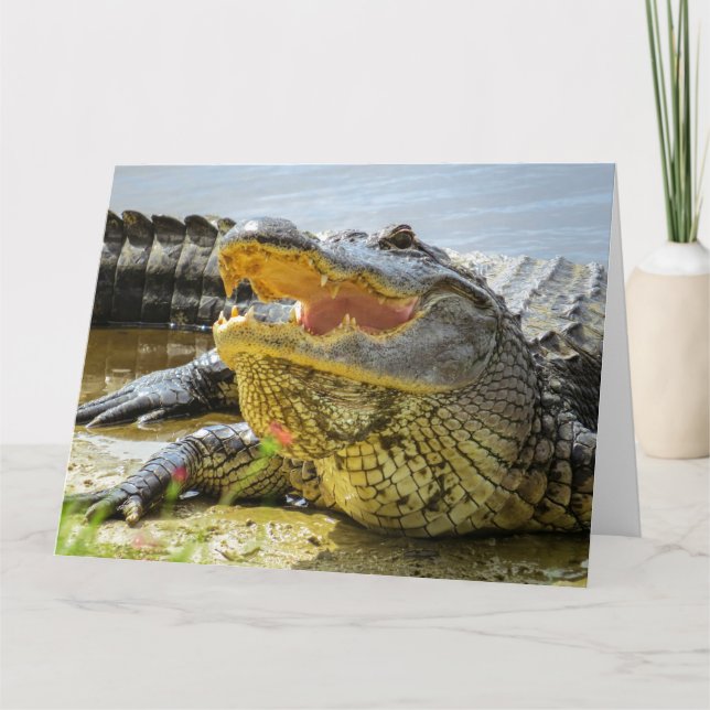 Carte Alligator. Face à face. (Devant)