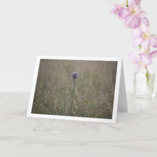 Carte Allium, Allium Ampeloprasum, poitrine sauvage