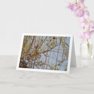 Carte Almonds sur la branche