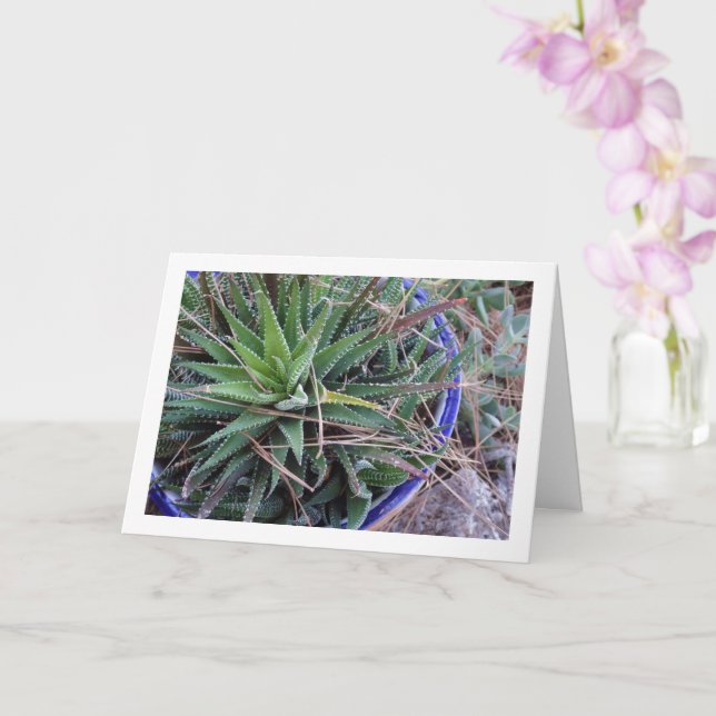 Carte Aloe Plante succulent en Pot (Orchidée)