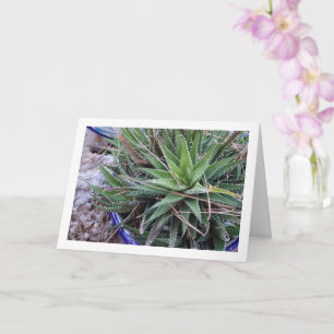 Carte Aloe Plante succulent en Pot