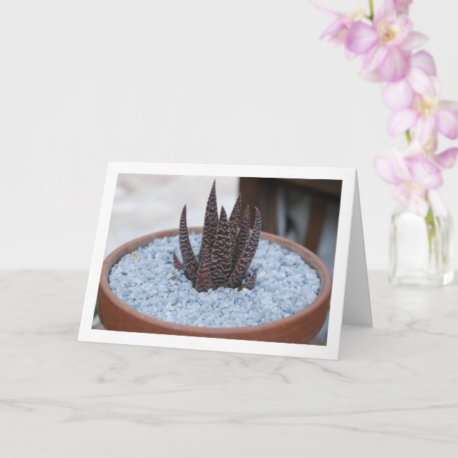 Carte Aloe Twilight Zone Plante Succulent (Orchidée)